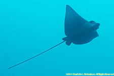 eagle ray